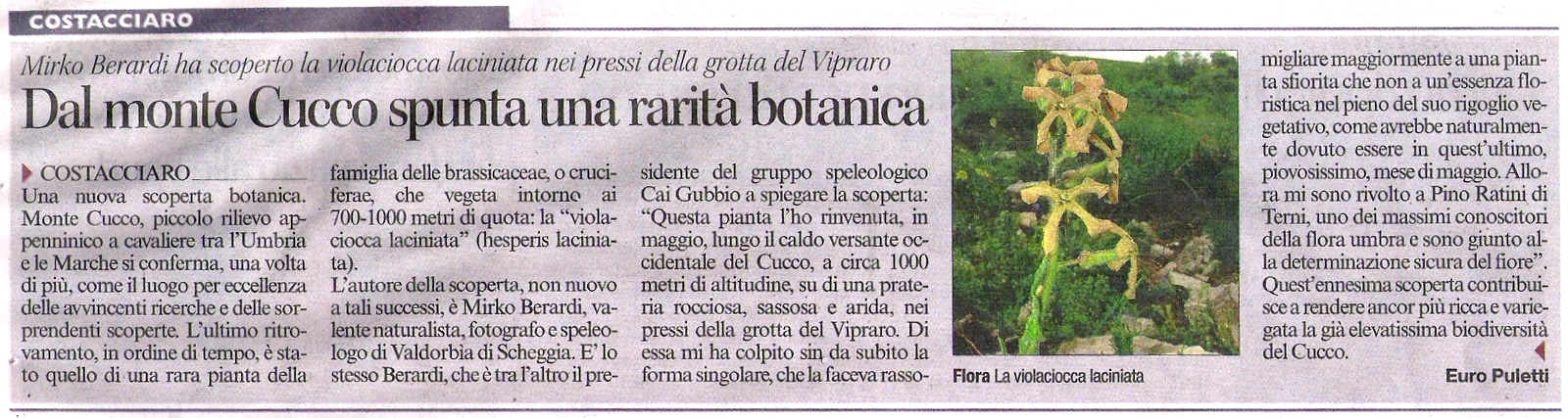 Articolo Scoperta Hesperis laciniata Mirko Berardi Venerdì 21-06-2014